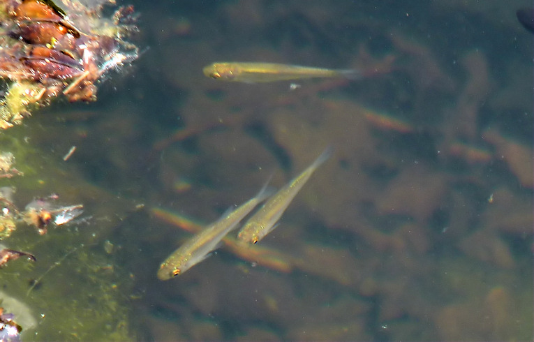 Minnow