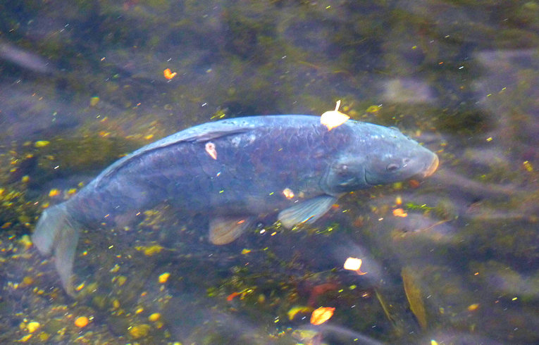 Mirror Carp