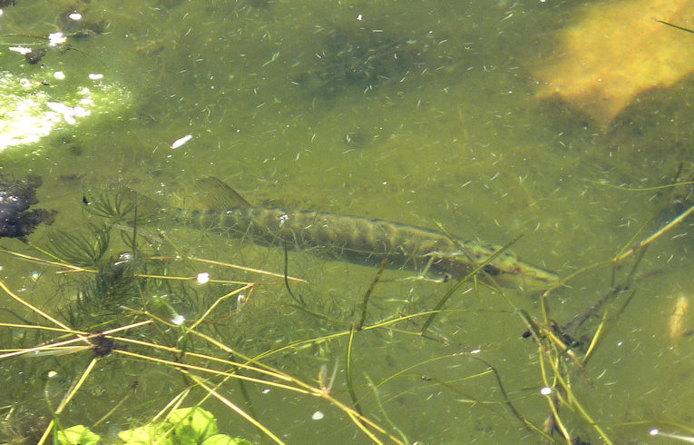 Pike