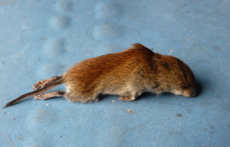 Bank Vole