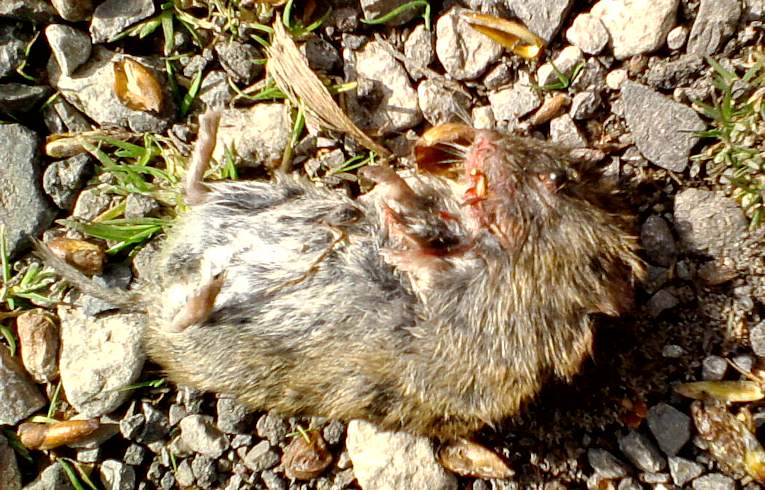 Field Vole