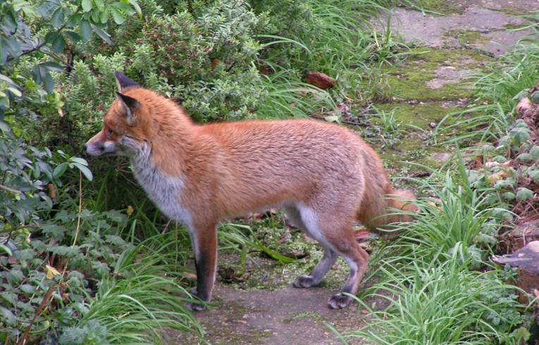 Fox