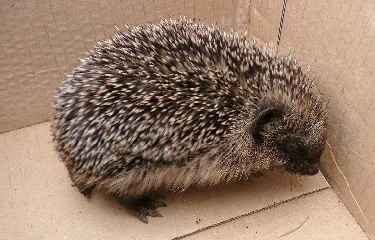 Hedgehog