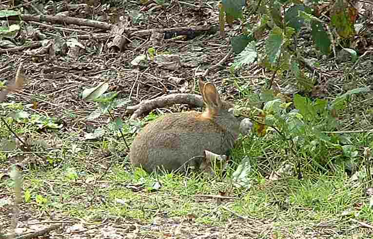 Rabbit