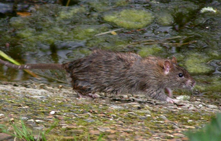 Brown  Rat