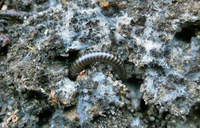 Cylindroiulus (caeruleocinctus ?)