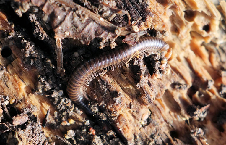 Cylindroiulus (punctatus ?)