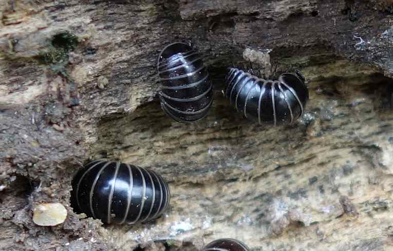 Glomeris marginata