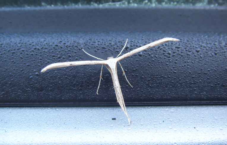 Common Plume