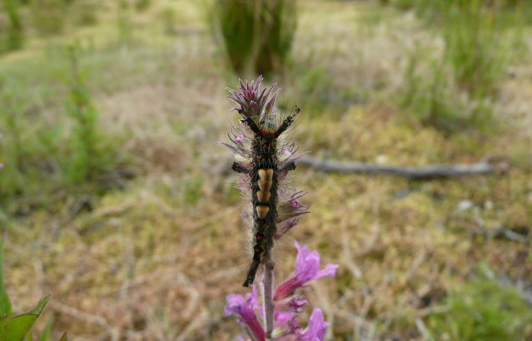 Vapourer Moth