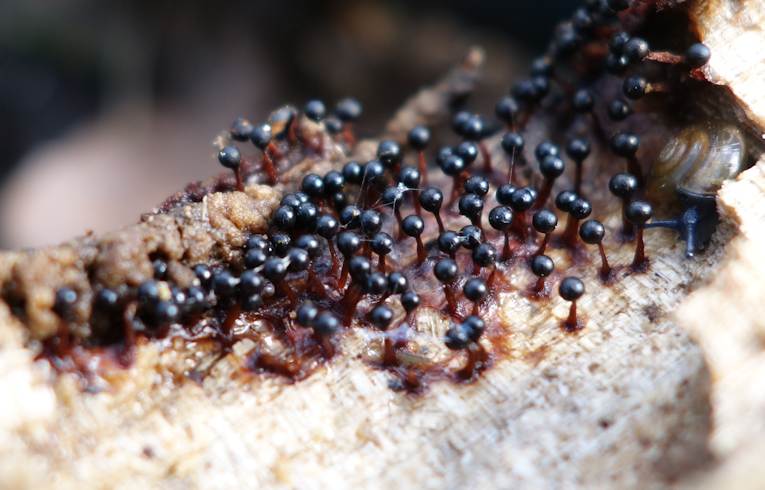 Metatrichia floriformis