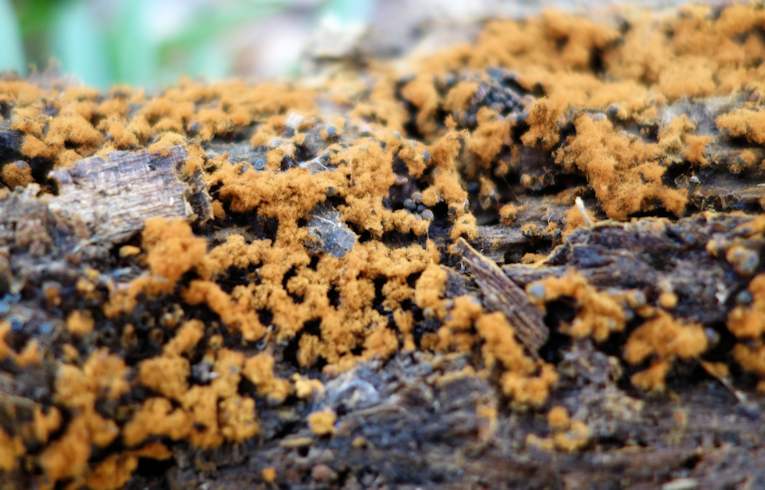 Metatrichia floriformis ?