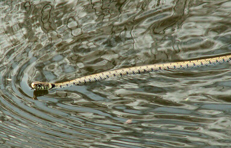 Grass Snake