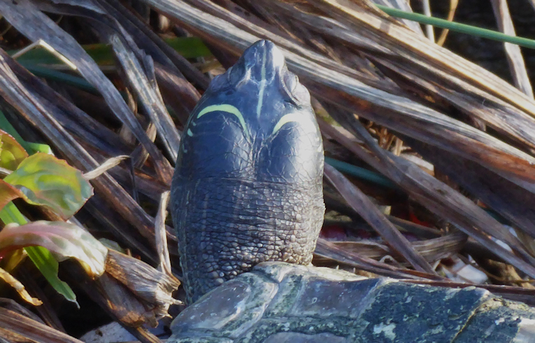 Map Turtle