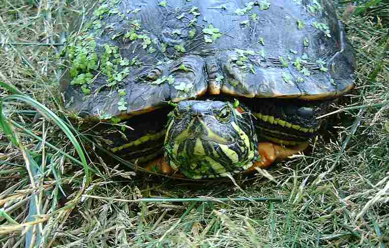 Red-eared Terrapin