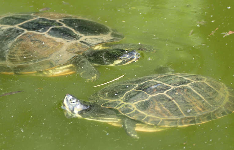 Yellow-bellied Slider