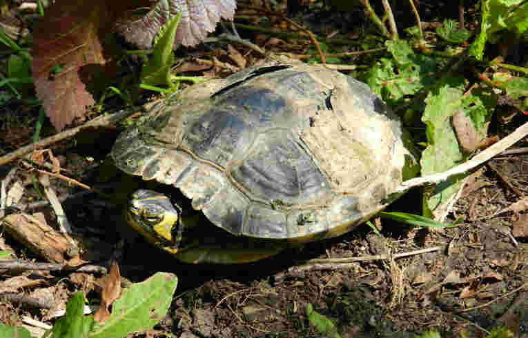 Yellow-bellied Slider