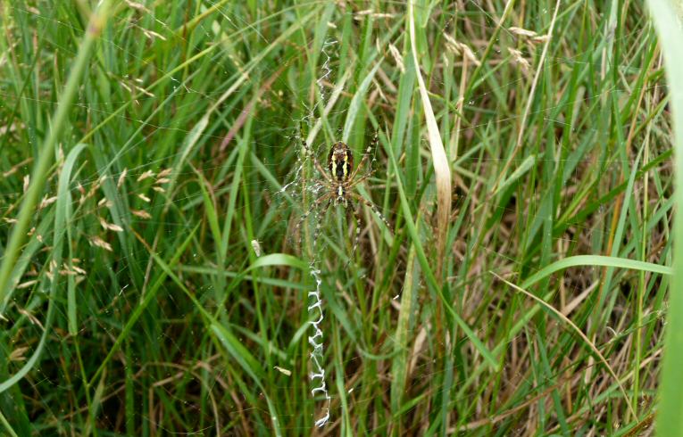 Argiope bruenechii