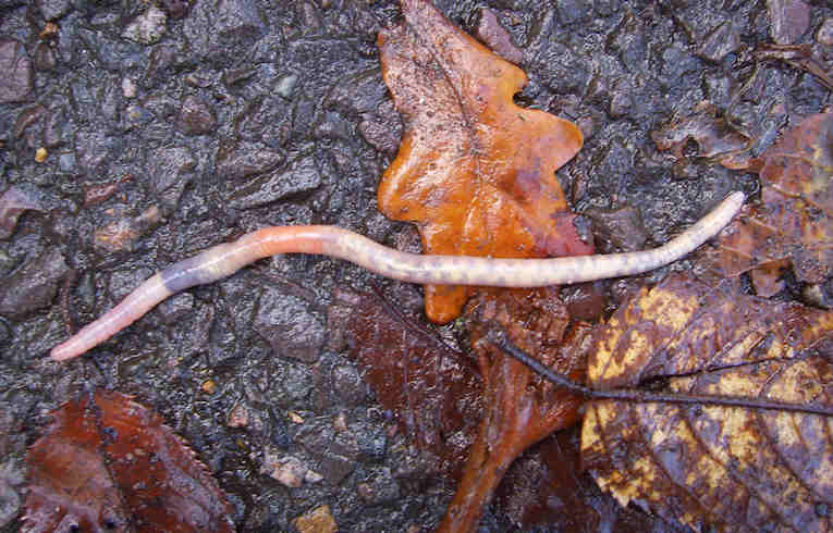 Lumbricus terrestris