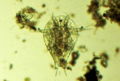 Nauplius (larva) of Cyclops