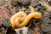 Haplophilus subterraneus