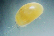 Ostracod