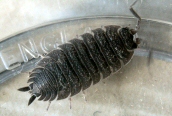 Porcelio scaber