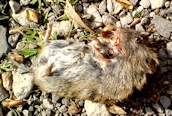 Field Vole