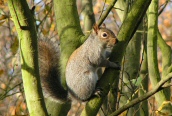 Grey Squirrel