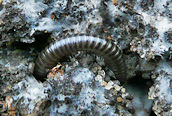 Cylindroiulus (caeruleocinctus)