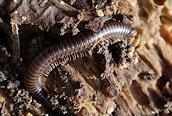 Cylindroiulus (punctatus)