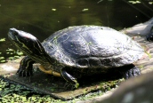 Red-eared Terrapin