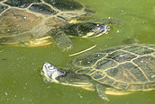 Yellow-bellied Slider