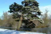 Cedar of Lebanon