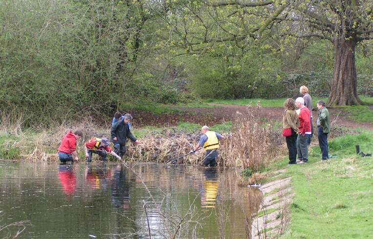 Clearing Floating Pennywort