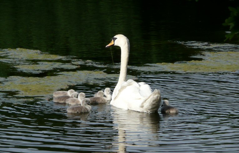 Cygnets on Heronry Pond