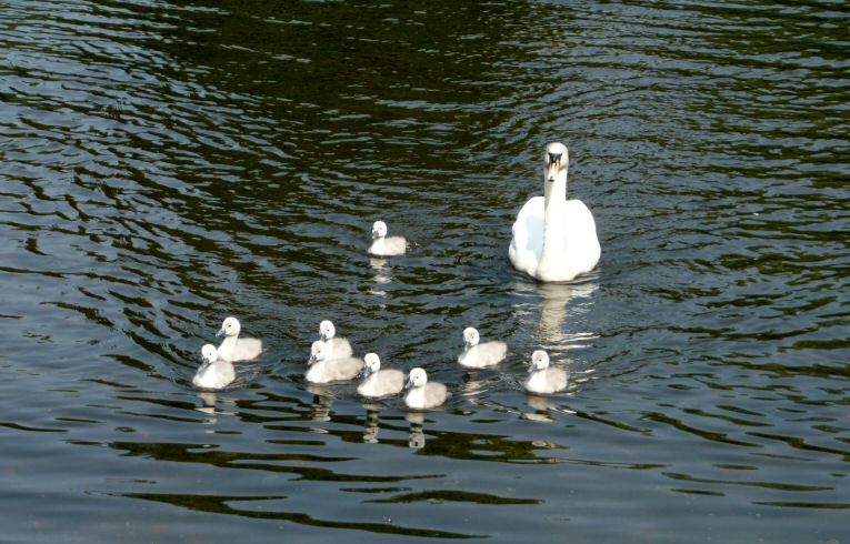 Cygnets on Ornamental Water