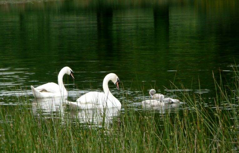 Cygnets on Shoulder of Mutton Pond