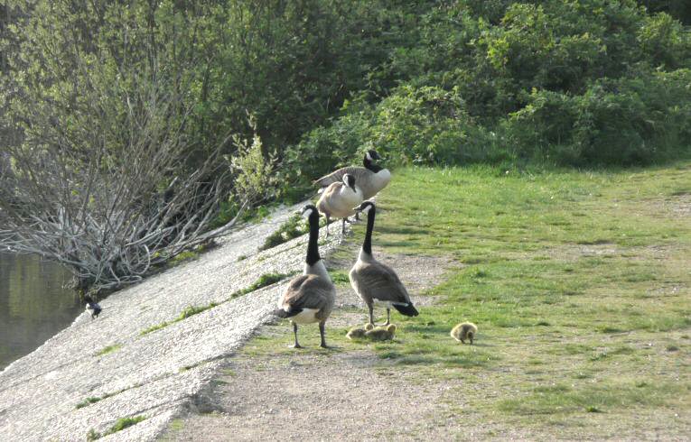 Goslings by Heronry Pond
